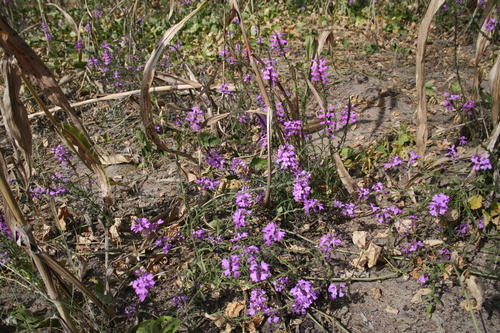 Striga hermonthica