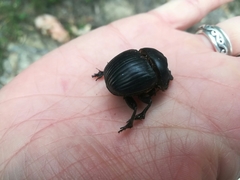 Dichotomius carolinus