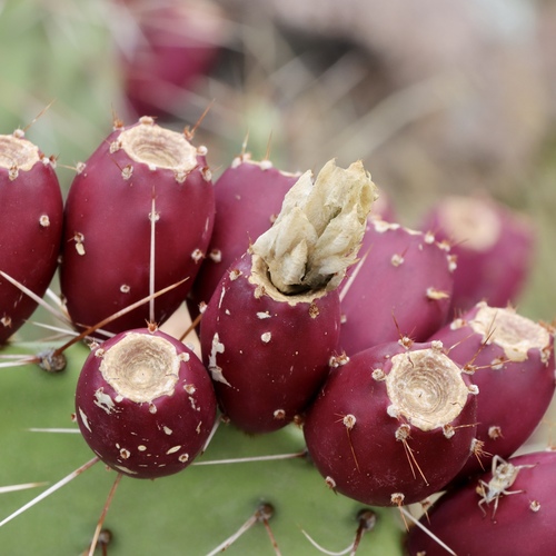Engelmann's Pricklypear