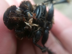 Dichotomius carolinus