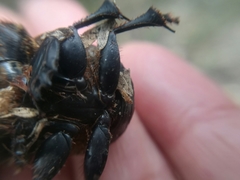 Dichotomius carolinus