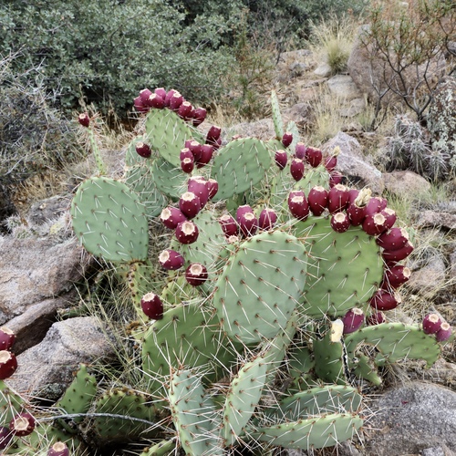 Engelmann's Pricklypear