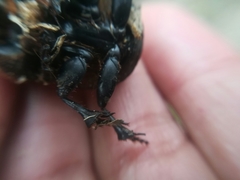 Dichotomius carolinus