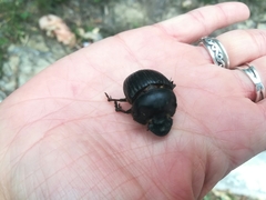 Dichotomius carolinus