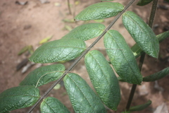 Strophanthus hispidus