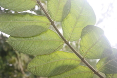 Strophanthus hispidus