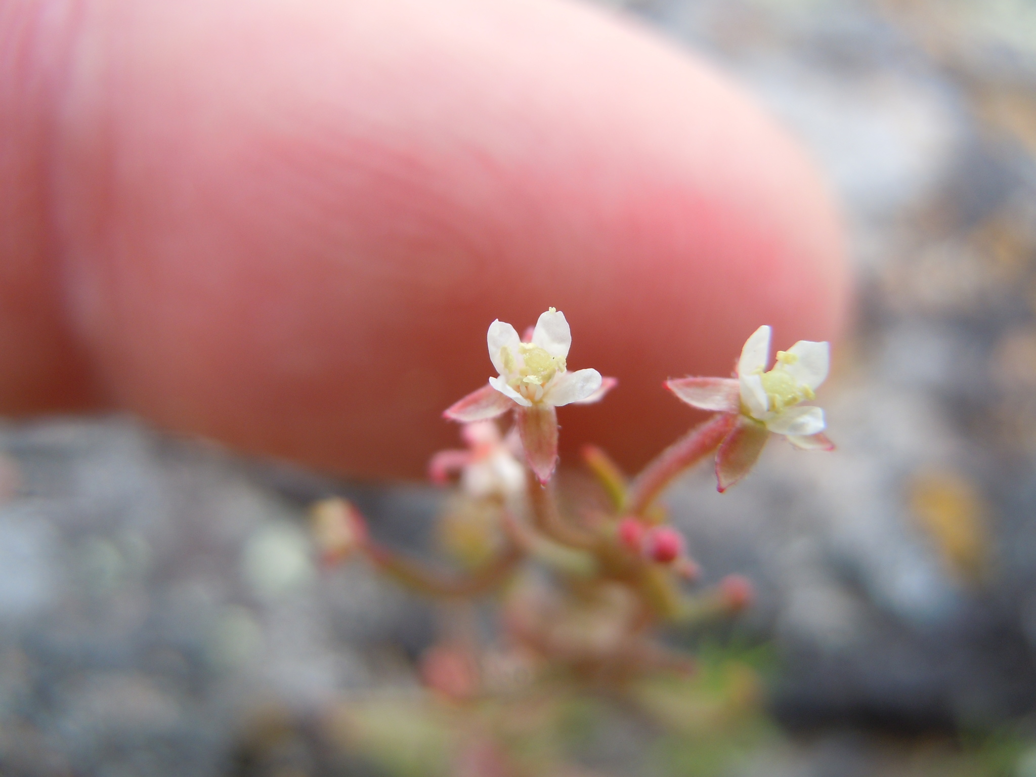Eremothera minor