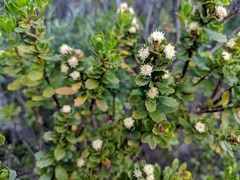 Baccharis patagonica