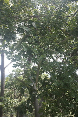 Strophanthus sarmentosus