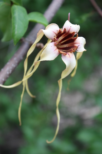 Strophanthus sarmentosus