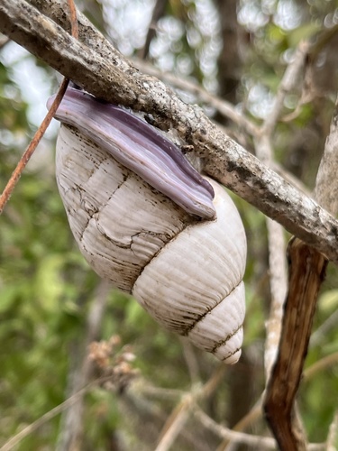 Porphyrobaphe iostoma