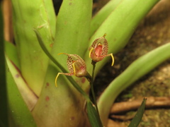 Masdevallia amanda