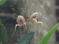 Masdevallia amanda