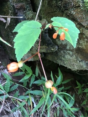 Begonia sutherlandii