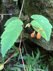 Begonia sutherlandii