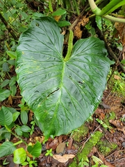 Philodendron verrucosum image