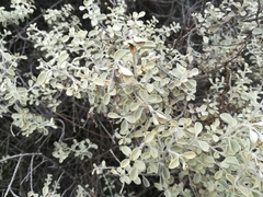 Leucophyllum laevigatum