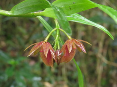Epidendrum arevaloi