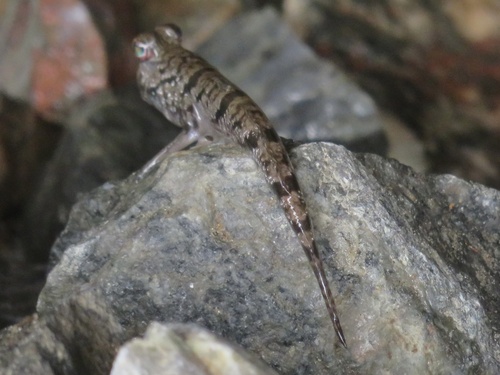 Atlantic Mudskipper