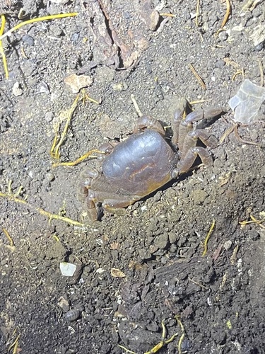 Cyclograpsus henshawi observed 2023-08-20