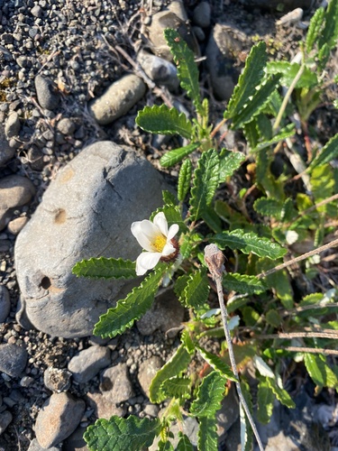 Dryas grandis (Dryas grandis)