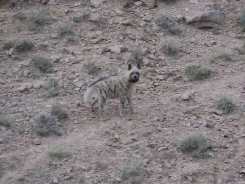 Indian Striped Hyaena