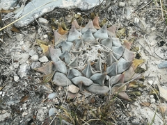 Ariocarpus retusus retusus