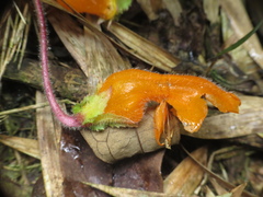 Columnea strigosa