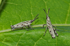Pyrgomorphidae