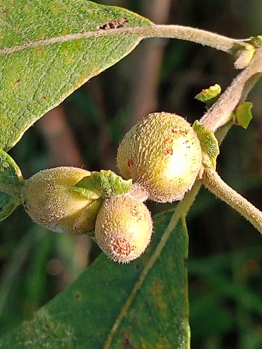 European Willow Stem Gall Midge