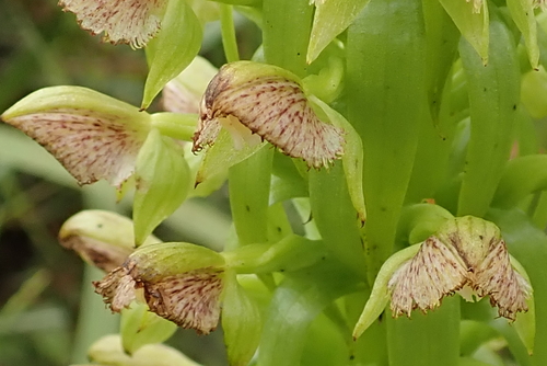 Image of Big Bonnet (Pterygodium magnum) by no rights reserved