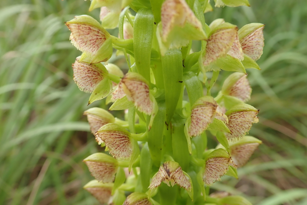 Pterygodium magnum