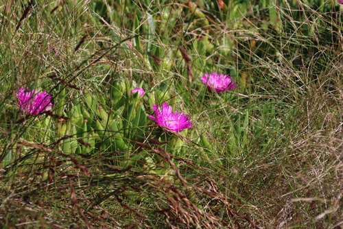 Image of Carpobrotus deliciosus by (c) Tony Rebelo, some rights reserved (CC BY-SA)