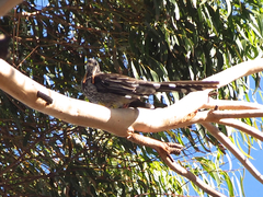 Yellow Wattlebird photo 3