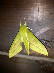 Xylophanes virescens