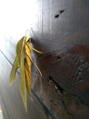 Xylophanes virescens