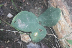 Stylochaeton hypogaeus