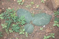 Stylochaeton hypogaeus