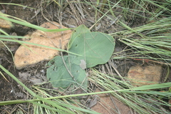 Stylochaeton hypogaeus