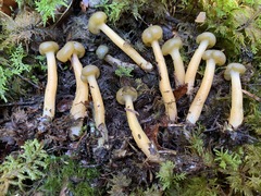 Leotia lubrica image