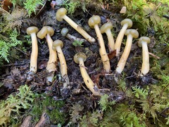 Leotia lubrica image