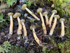 Leotia lubrica image