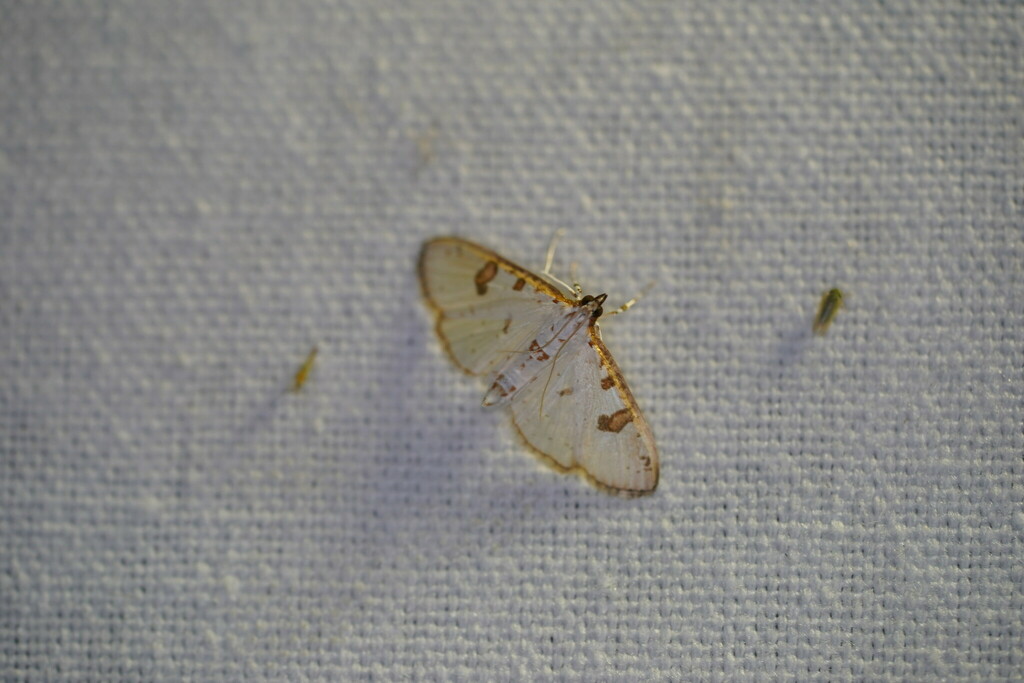Inkblot Palpita