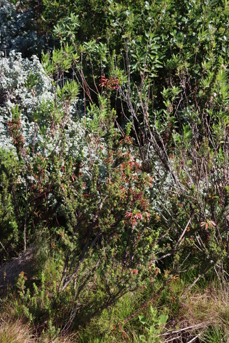 Image of Common Glandular Heath (Erica glandulosa) by (c) Tony Rebelo, some rights reserved (CC BY-SA)