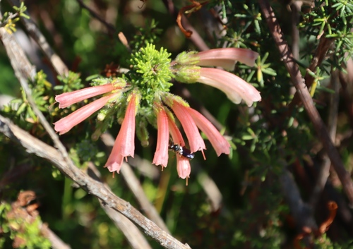 Image of Erica glandulosa by (c) Tony Rebelo, some rights reserved (CC BY-SA)