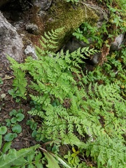 Cystopteris fragilis apiiformis