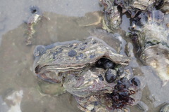 Ostrea edulis