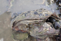 Ostrea edulis