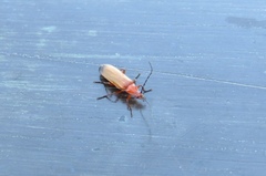 Rhagonycha fulva