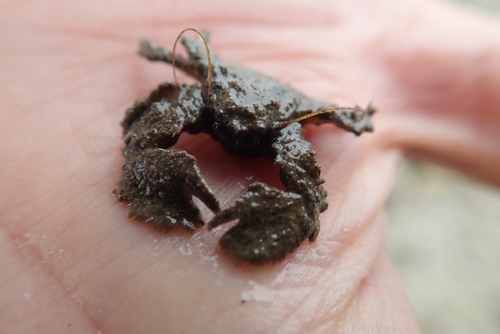 Porcellana platycheles